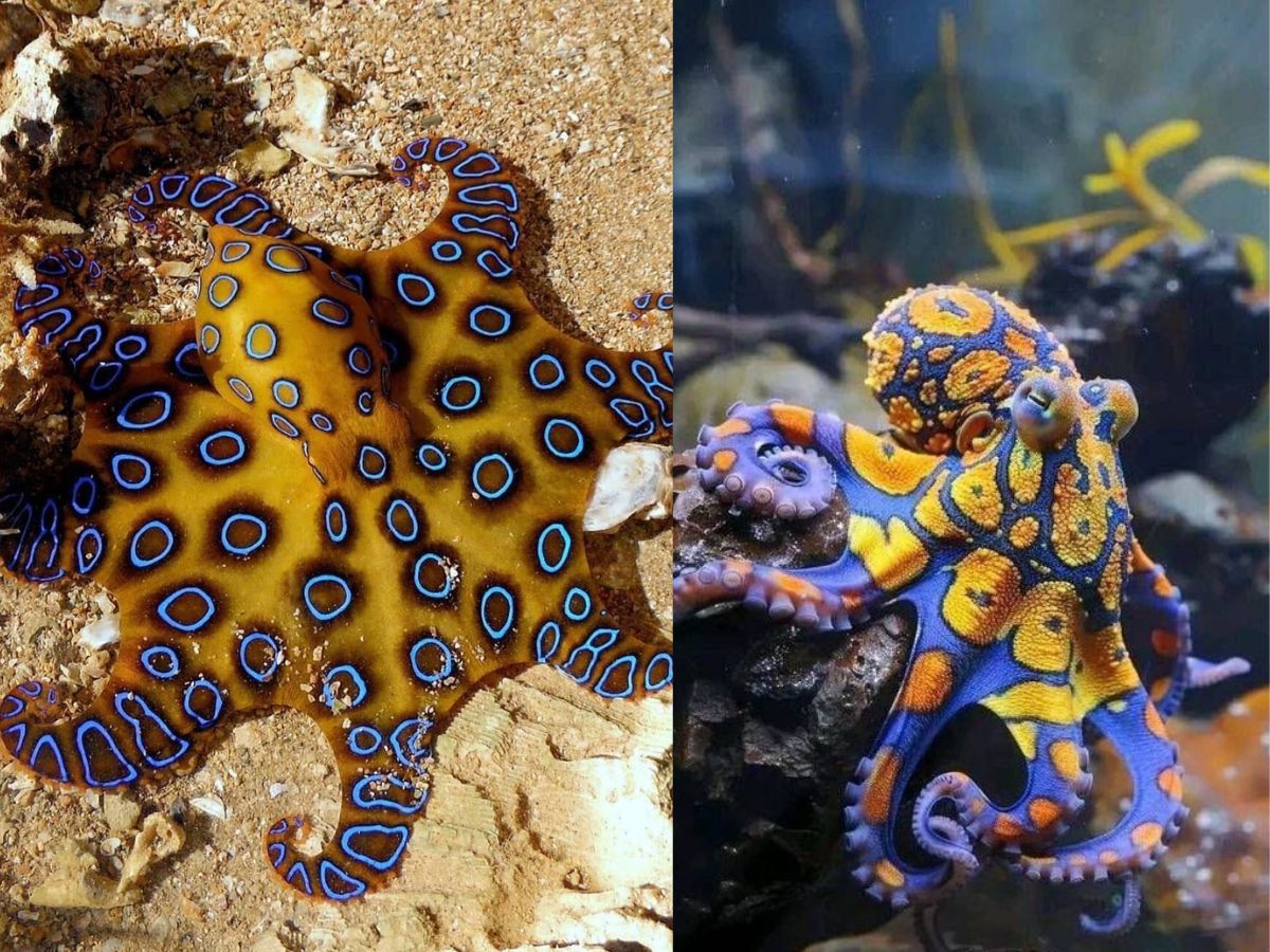 Blue ringed octopus- Tiny but deadly