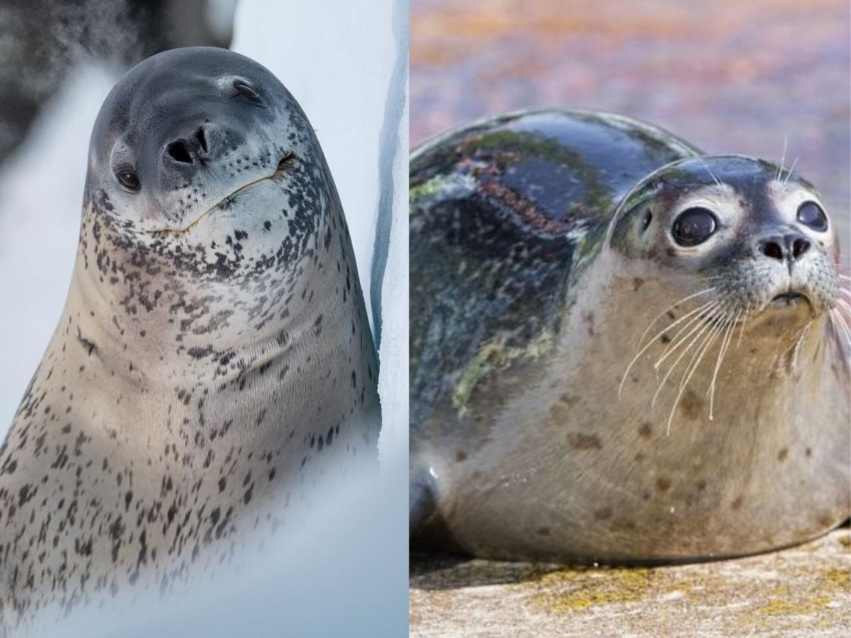 Leopard seal- Playful looks, predatory nature