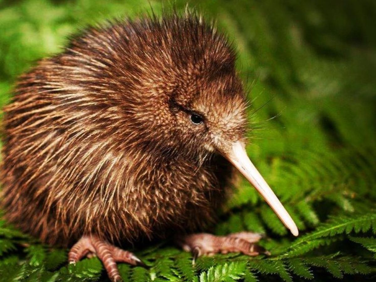New Zealand- Kiwi