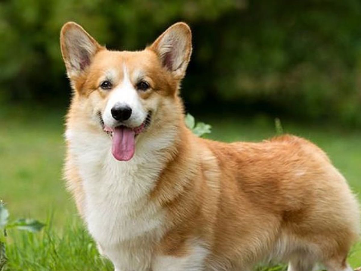 Corgi