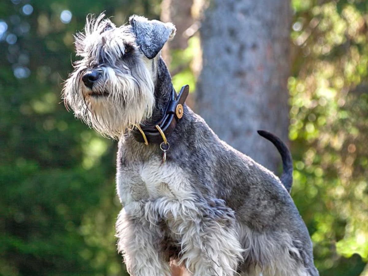 Miniature schnauzer