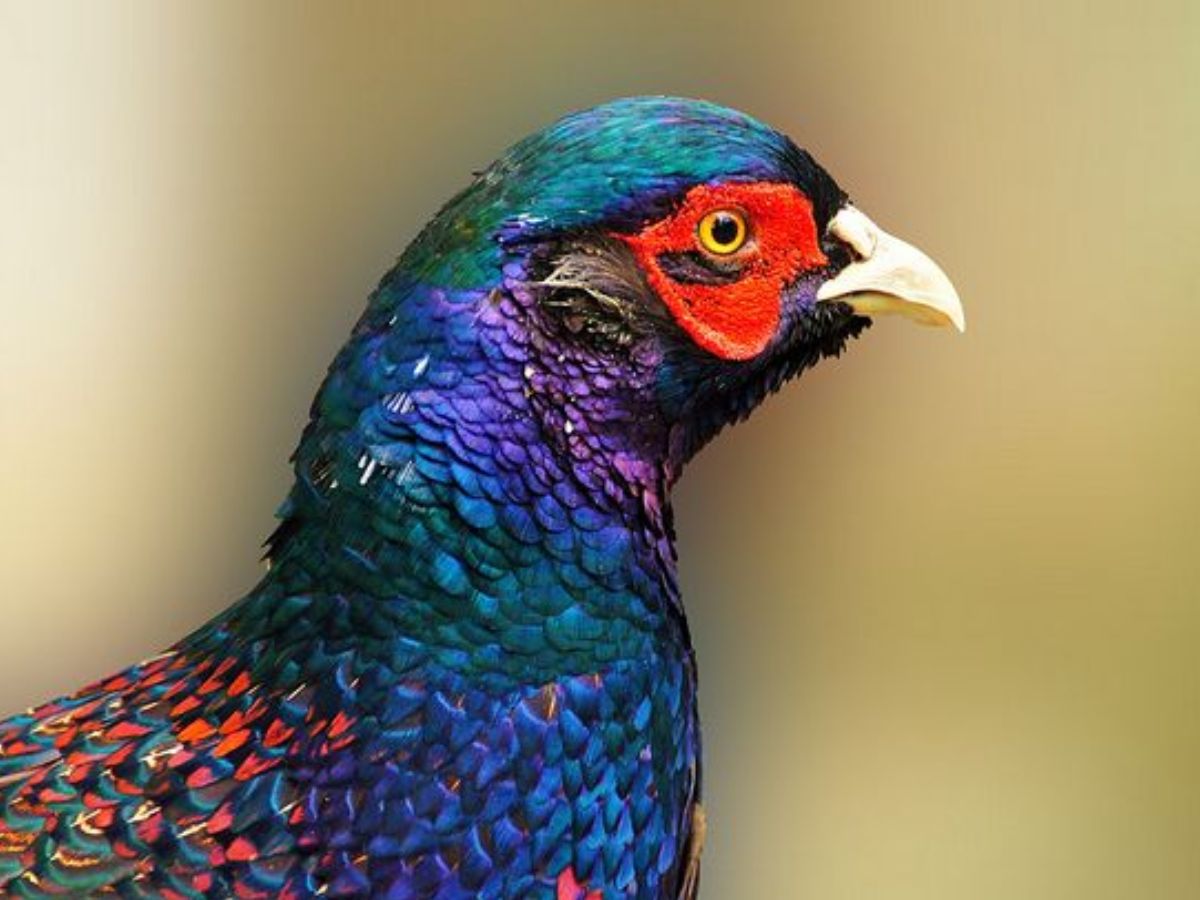 Japan- Japanese Green Pheasant