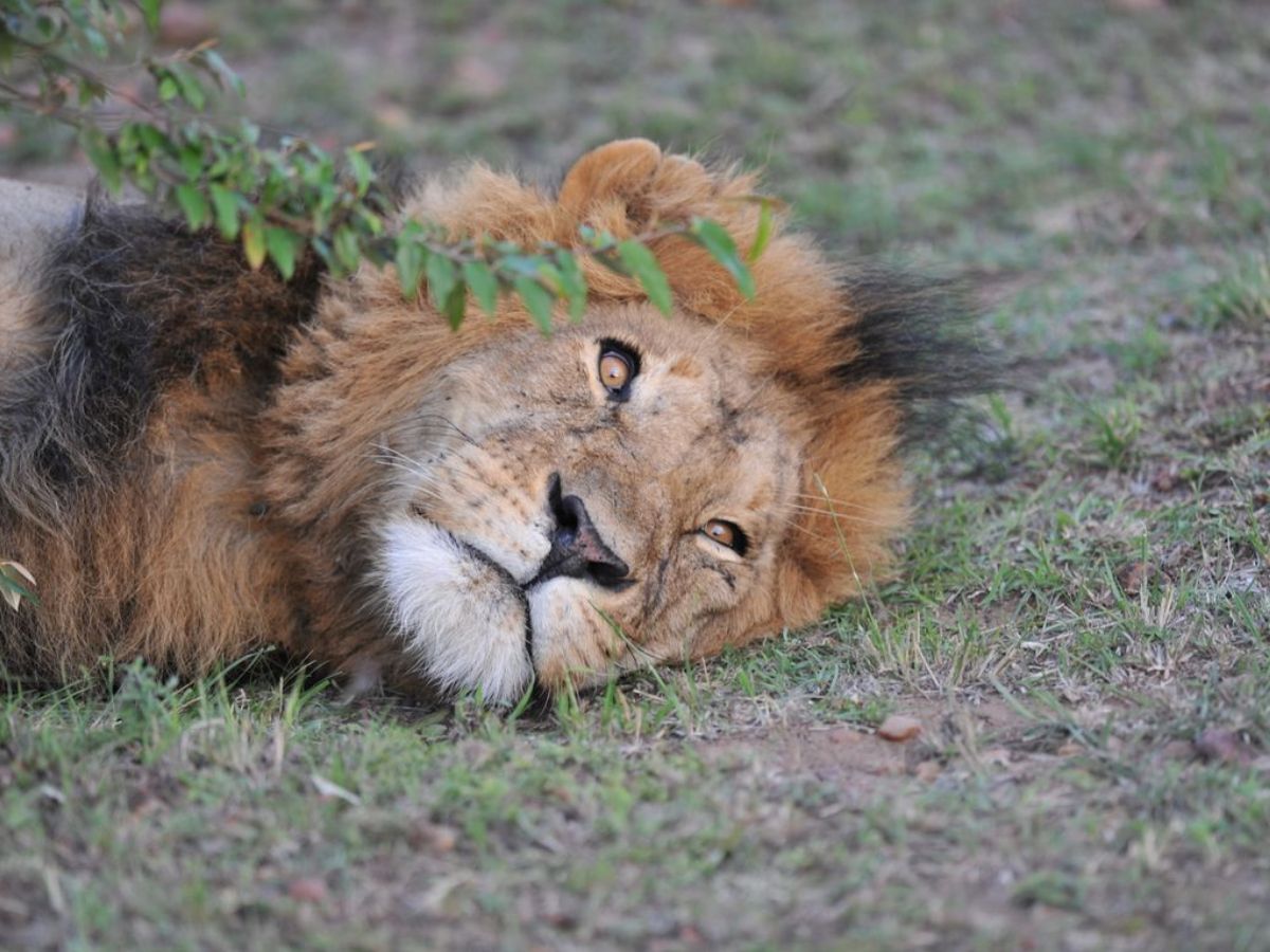 Lions spend up to 20 hours a day resting