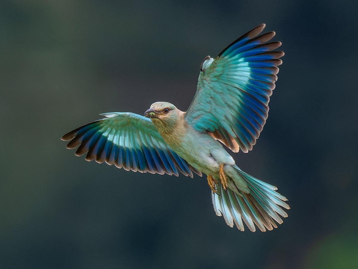 European Roller bird perched on a branch with bright blue and brown feathers
