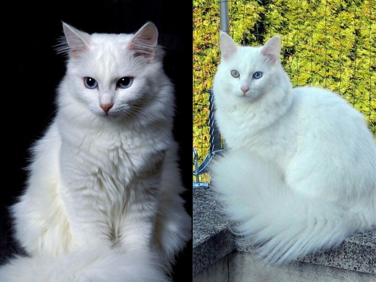 Turkish Angora