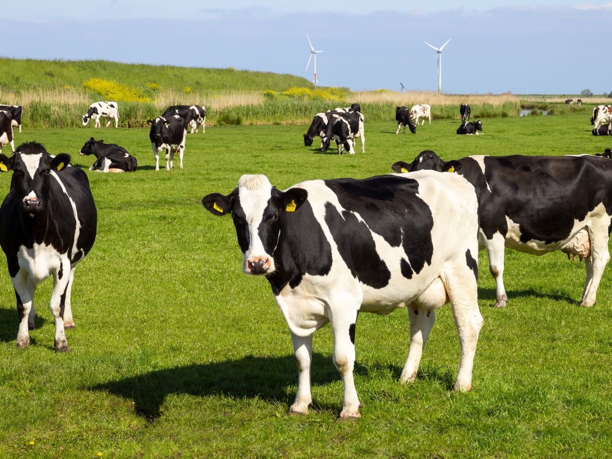 Behind Religious and Dietary Sensitivities