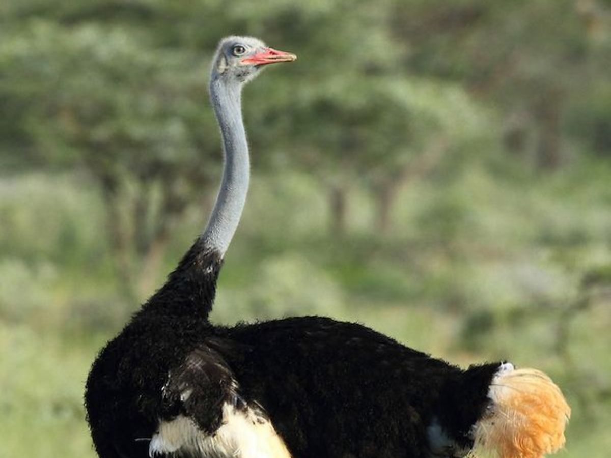 Somali Ostrich