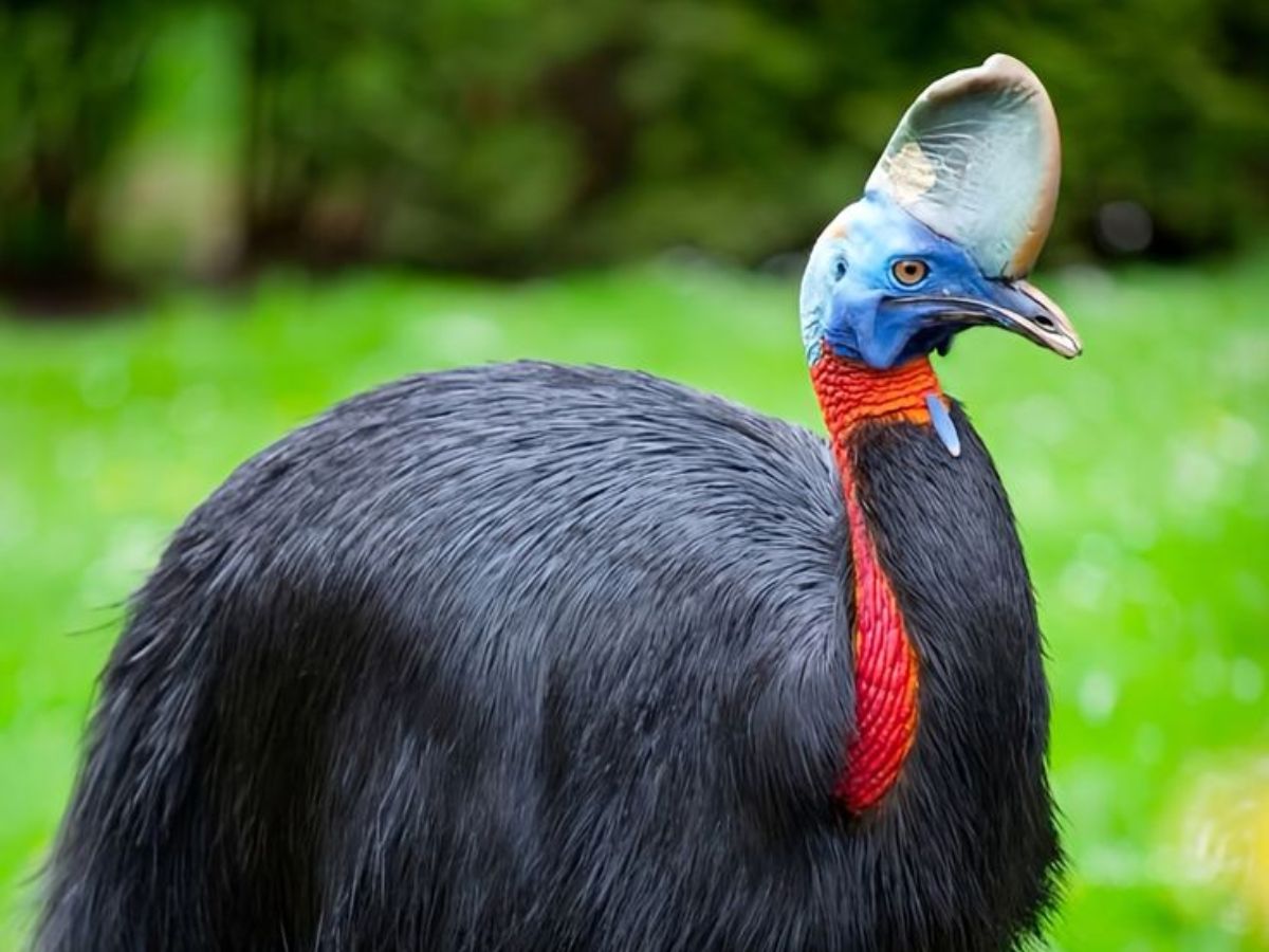 Southern Cassowary