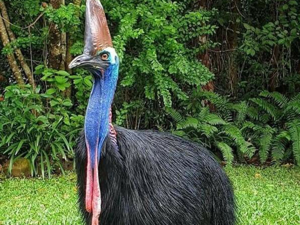 Northern Cassowary