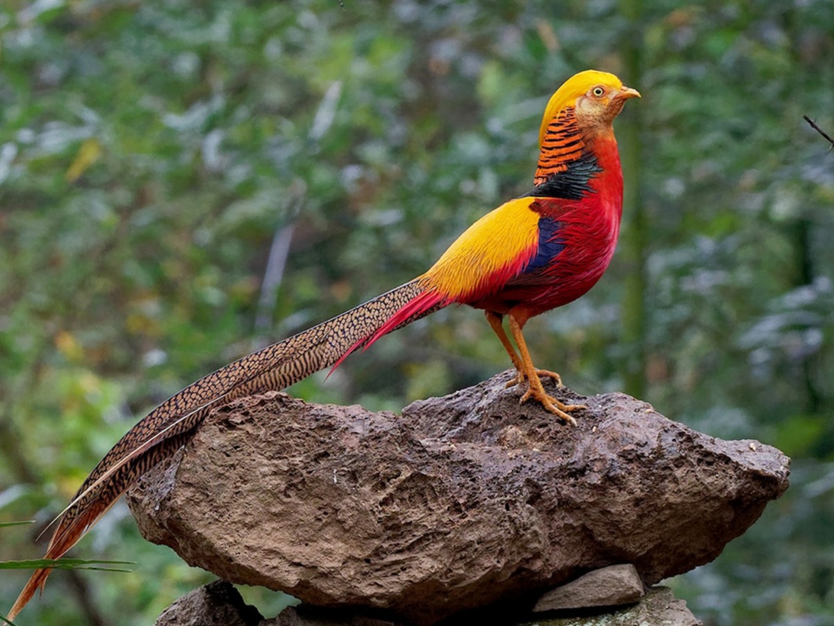 Golden Pheasant walking through a forest, with vibrant gold, red, and orange plumage and a long striped tail