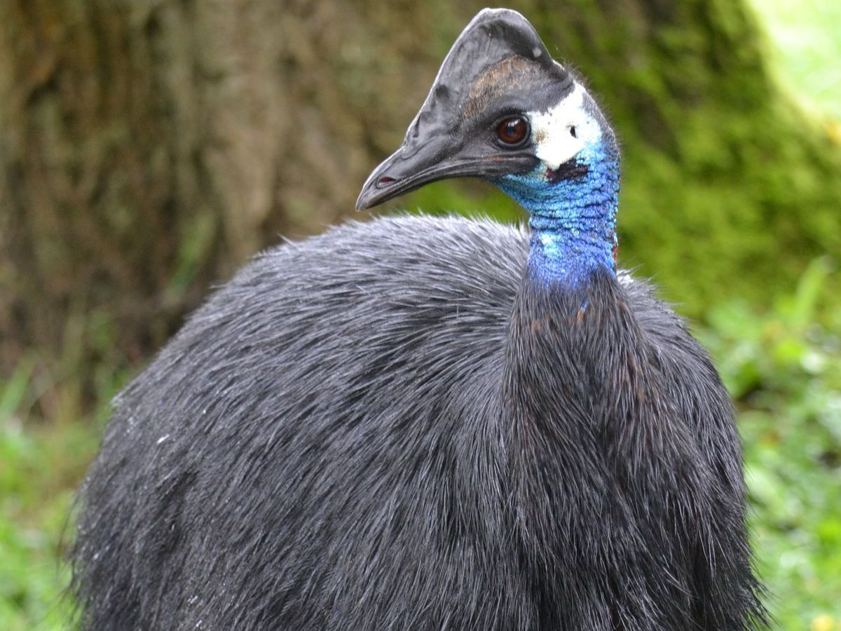 Dwarf Cassowary