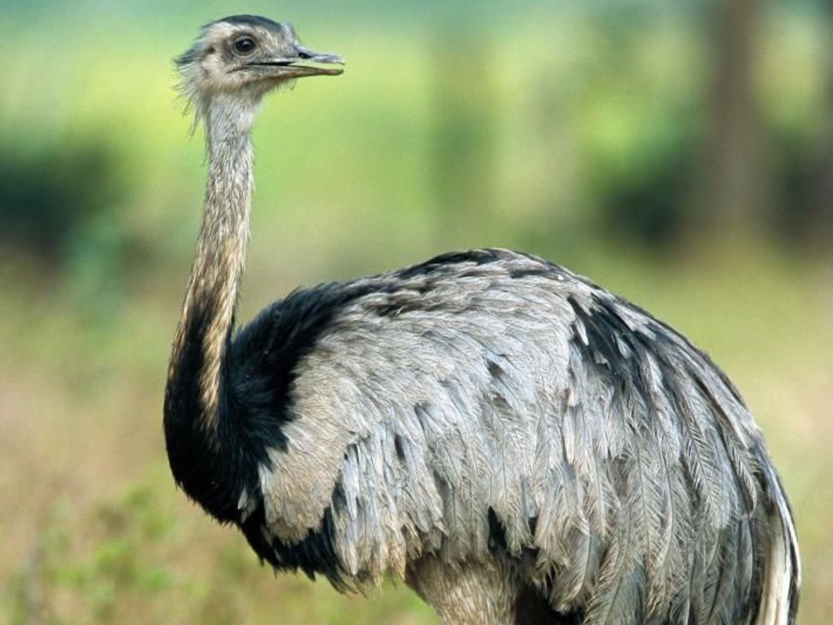 Greater Rhea