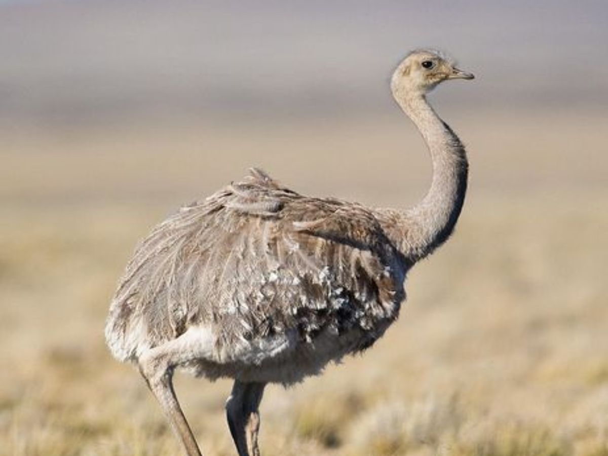 Lesser Rhea