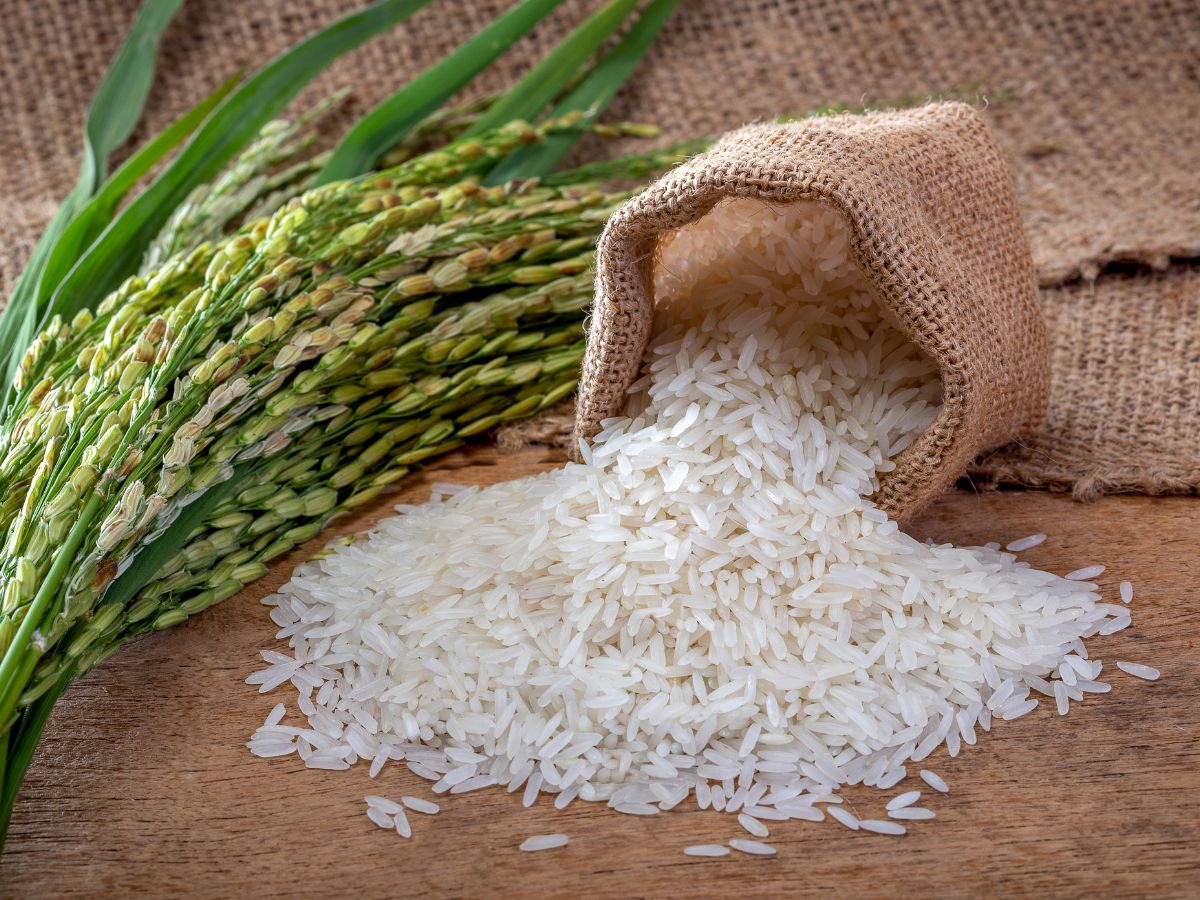 Rice: The Eternal Staple