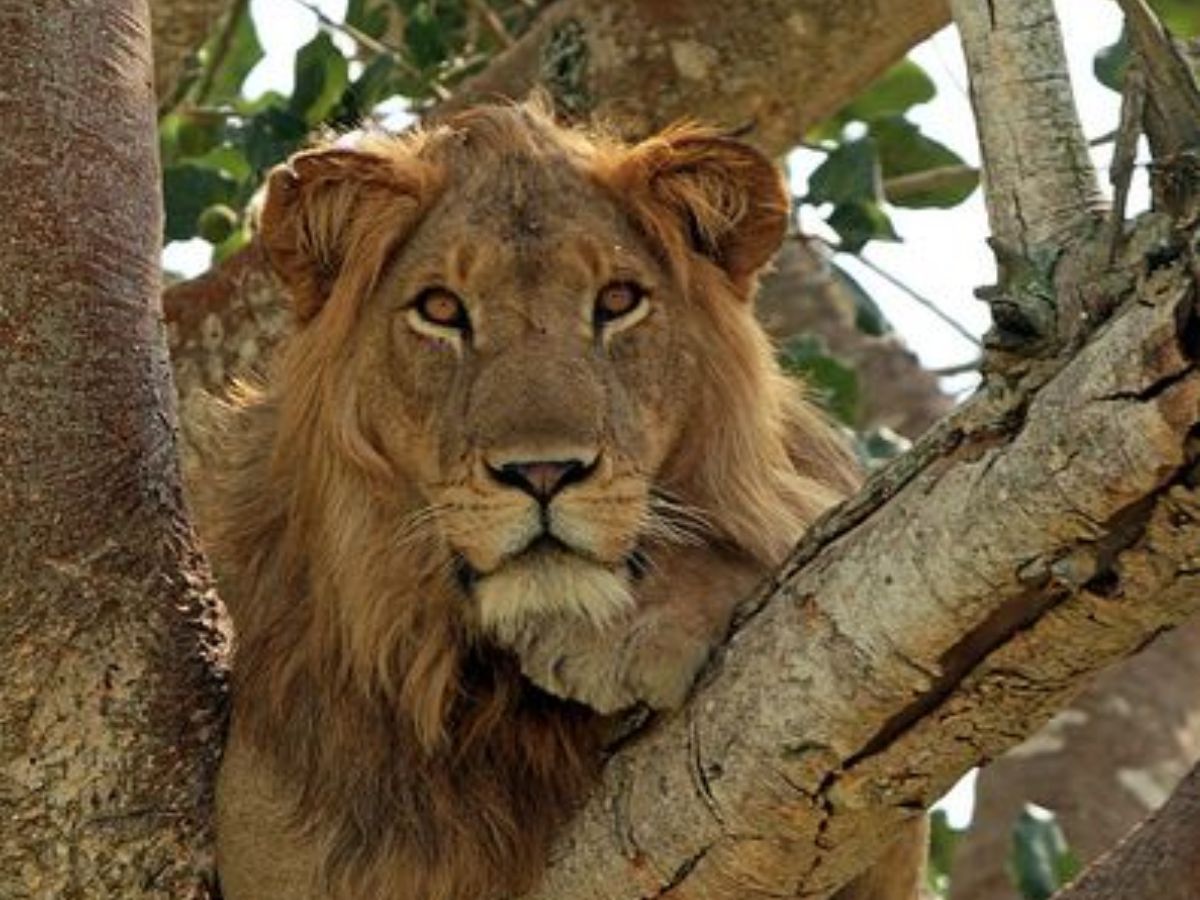 Lions once roamed across Europe and Asia