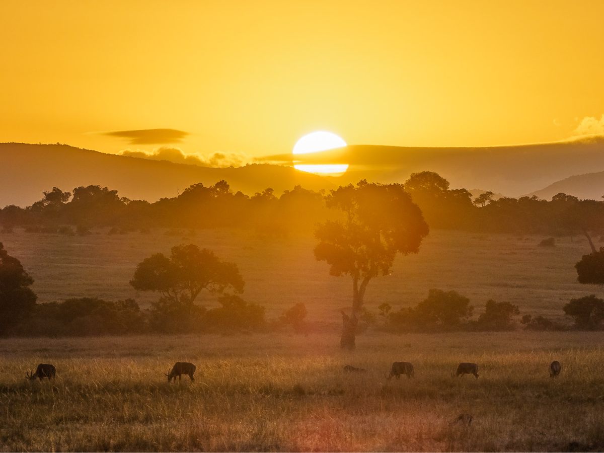 Masai Mara, Kenya
