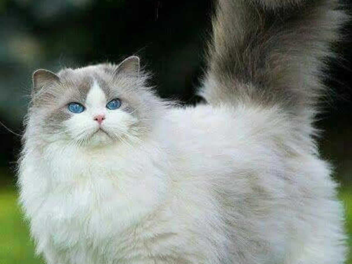 Ragdoll