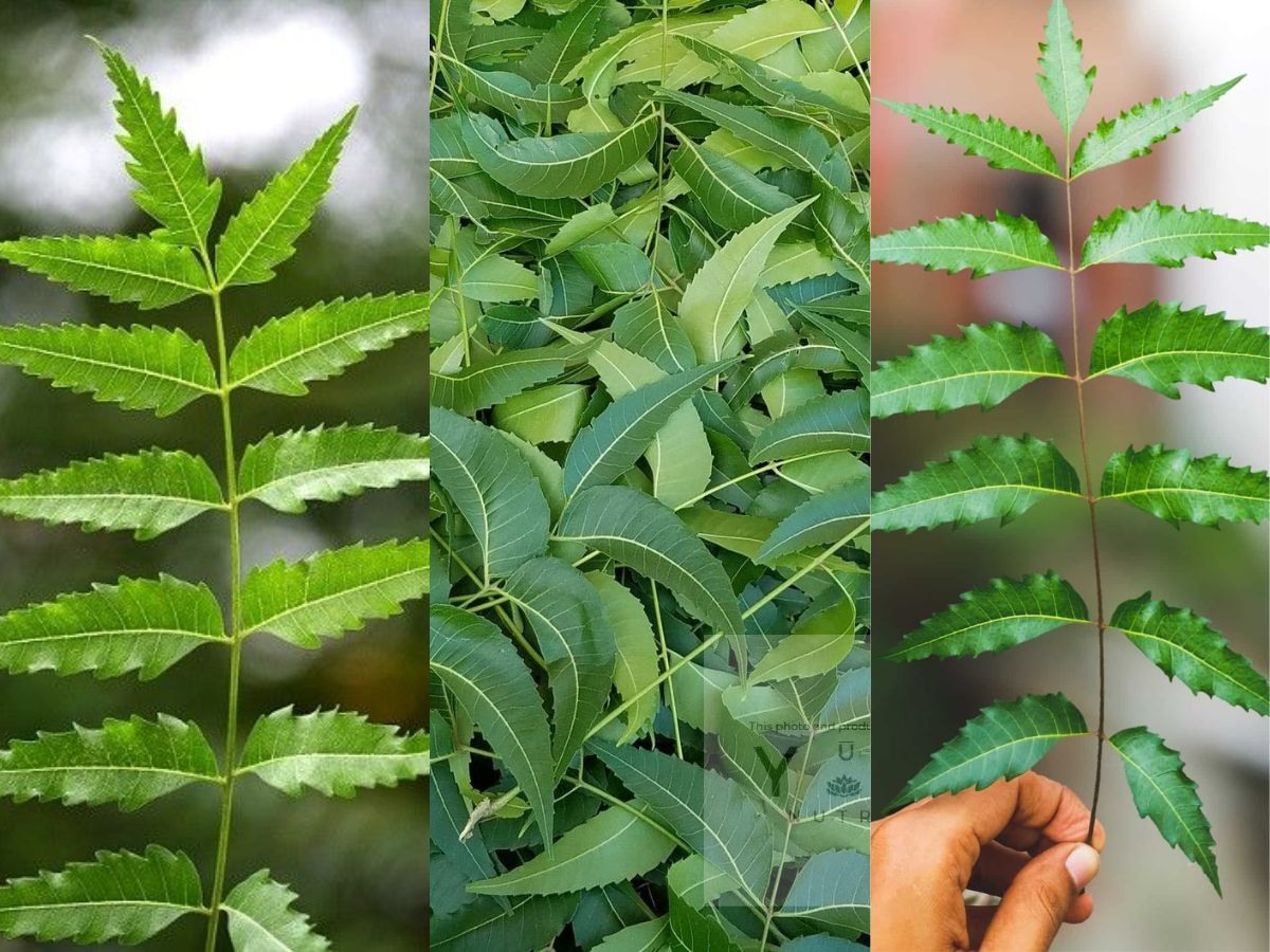Neem leaves