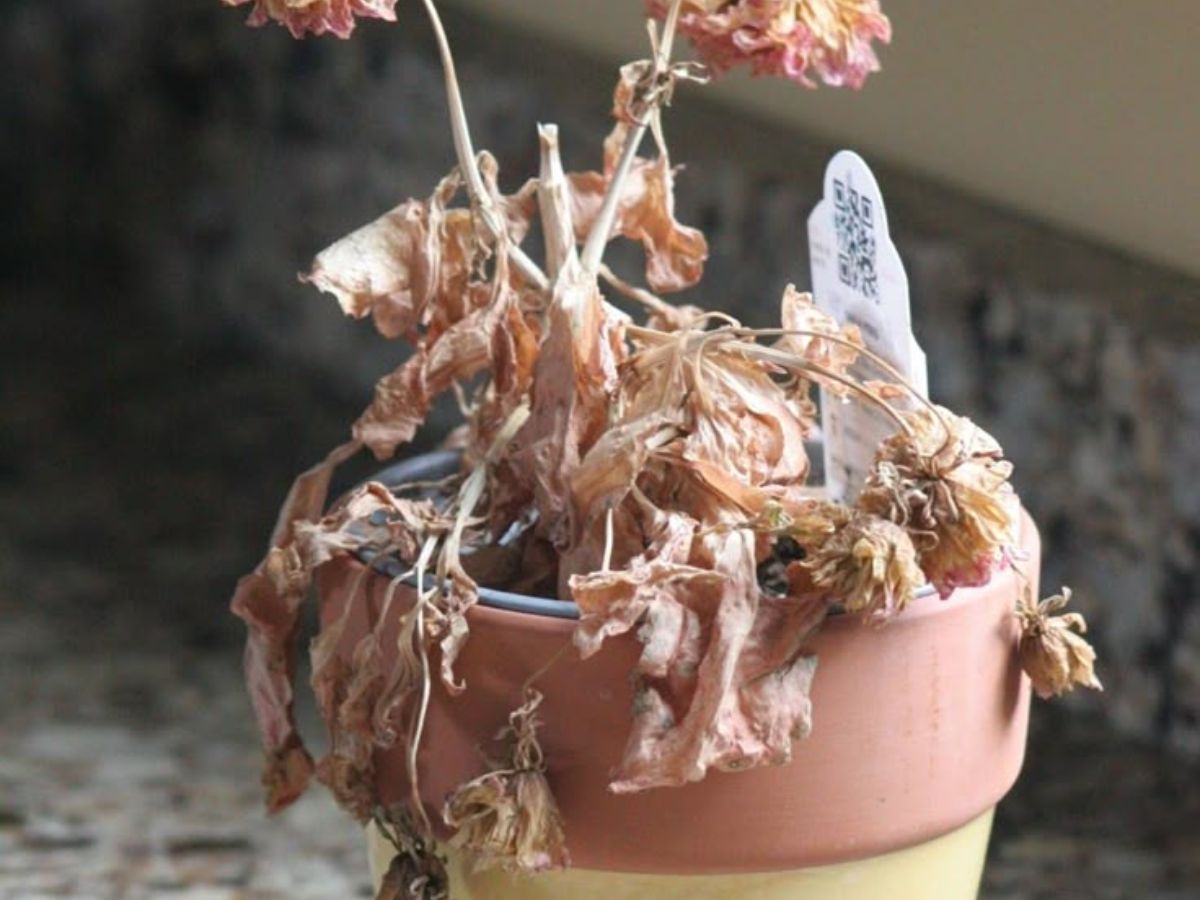 Dead or dying plants