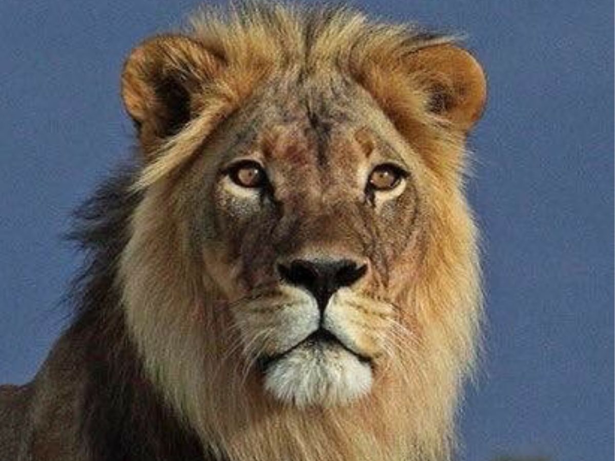Male lions have a mane for more than just looks