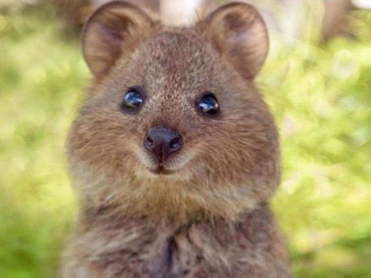 Quokkas