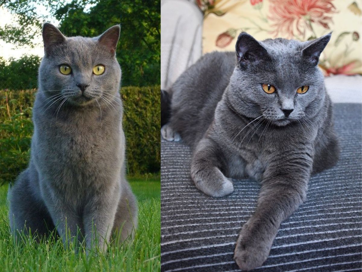 Chartreux