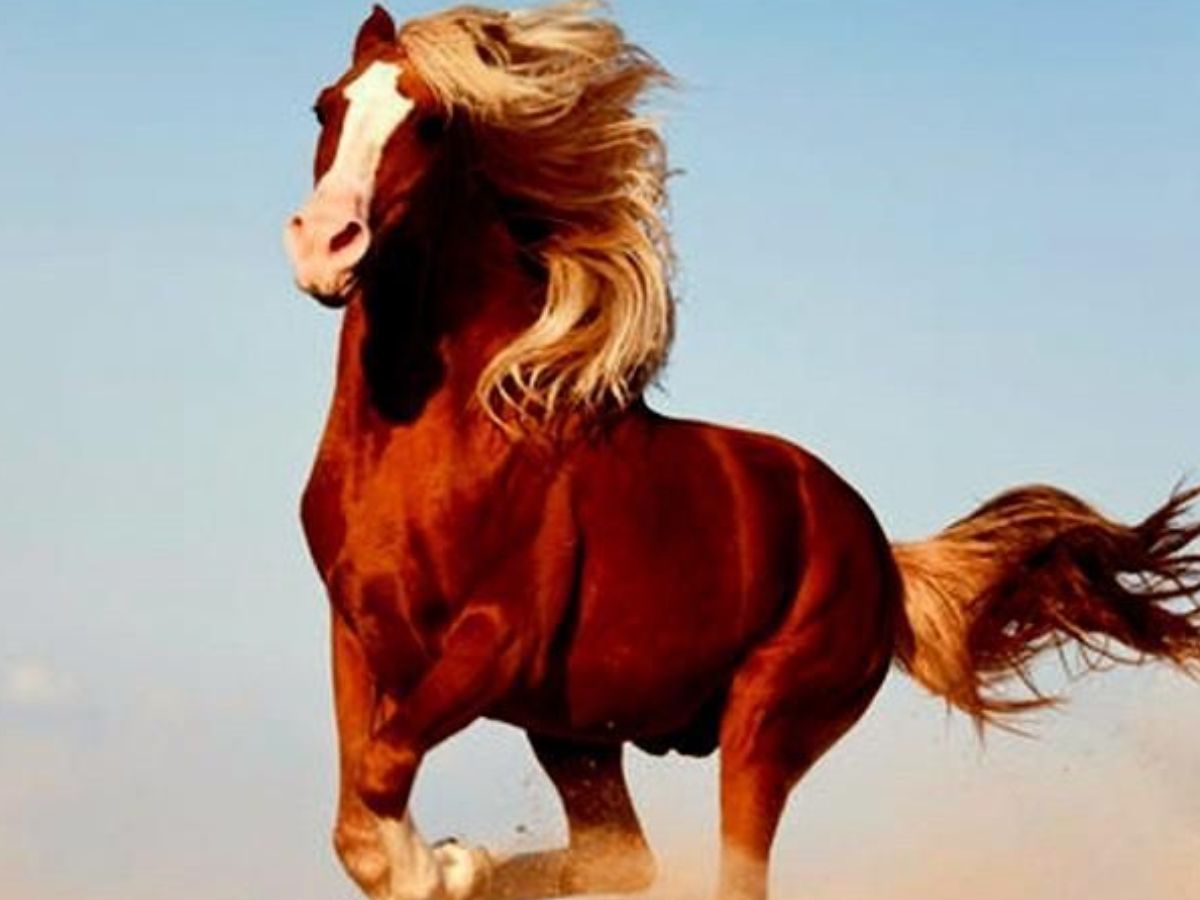 Green Monkey- $16 Million