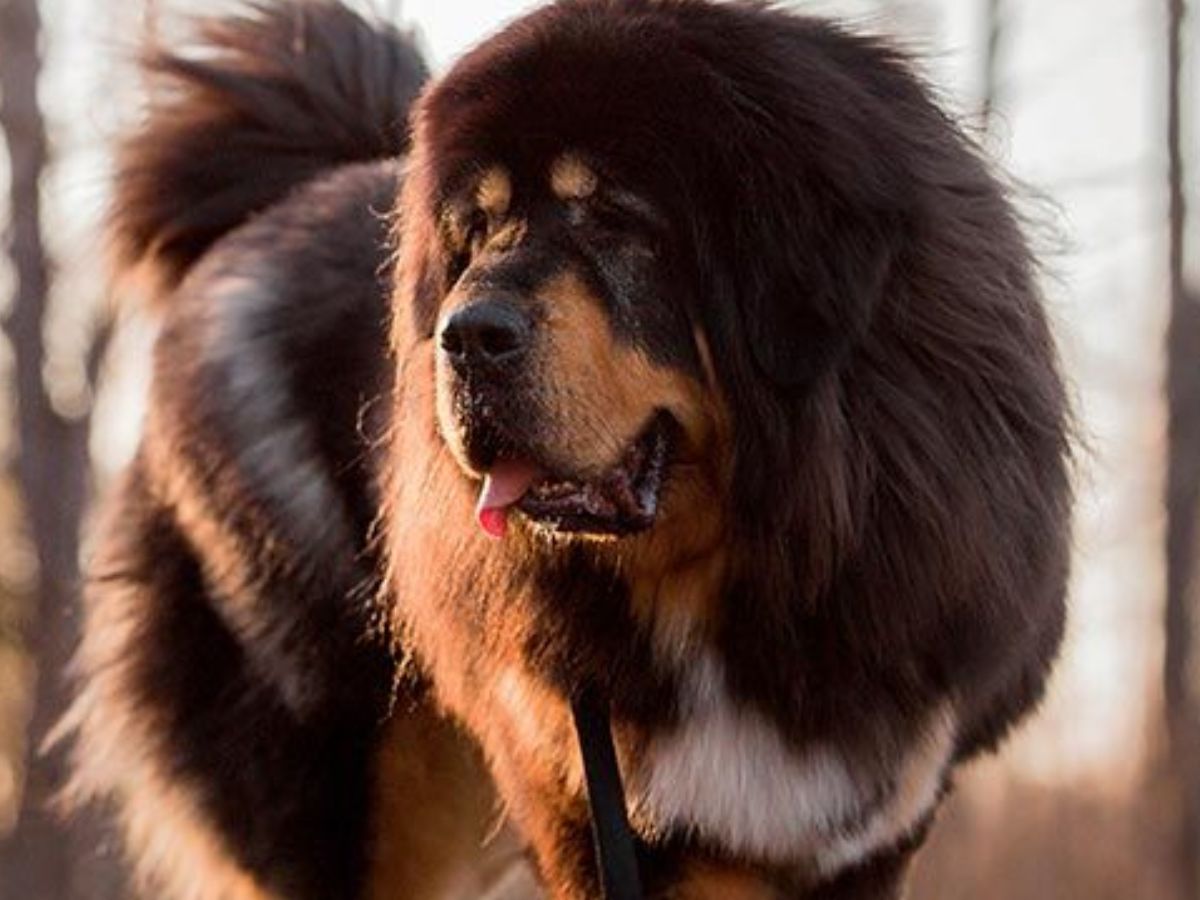 Tibetan Mastiff- $1.5 Million