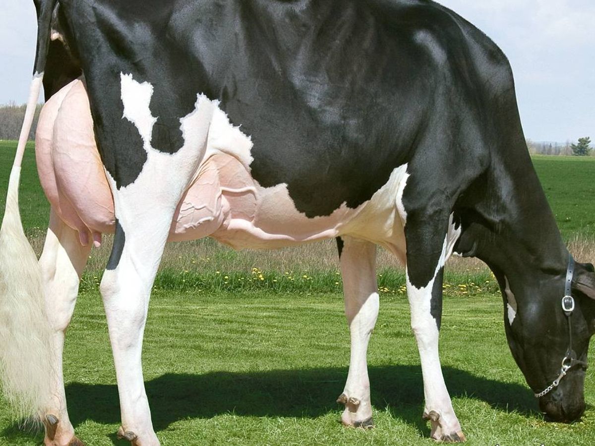 Miss Missy The Cow- $1.2 Million