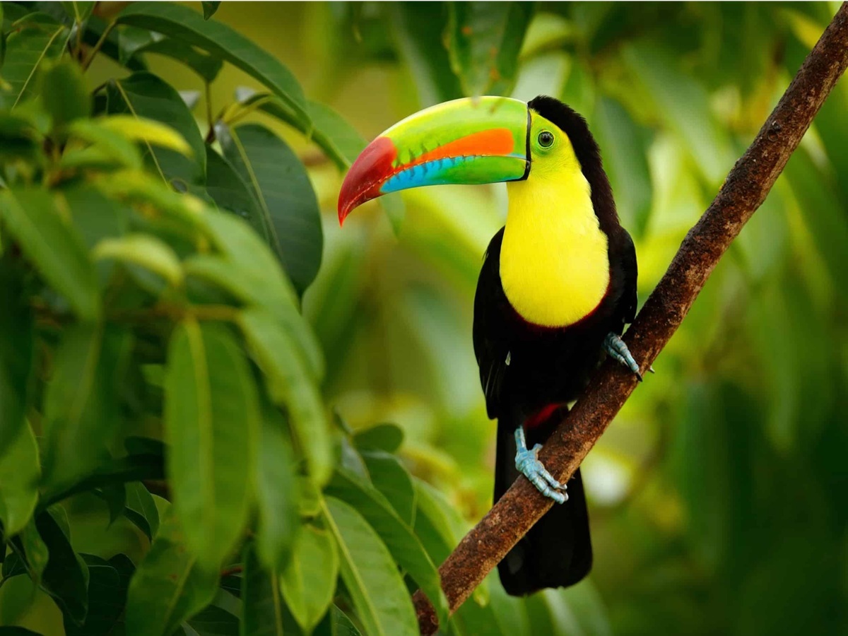 Rainbow Toucan perched in rainforest with colorful beak and bright yellow chest