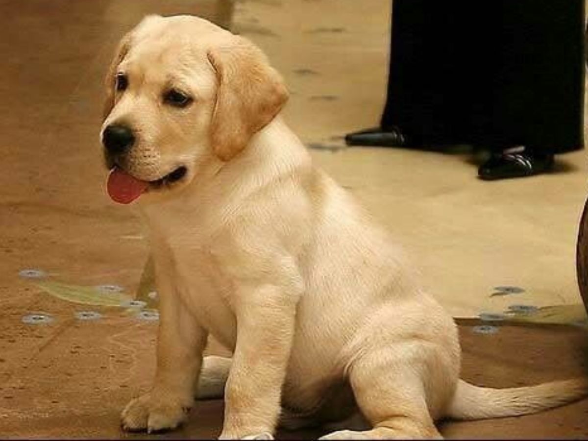 Sir Lancelot Encore- $155,000