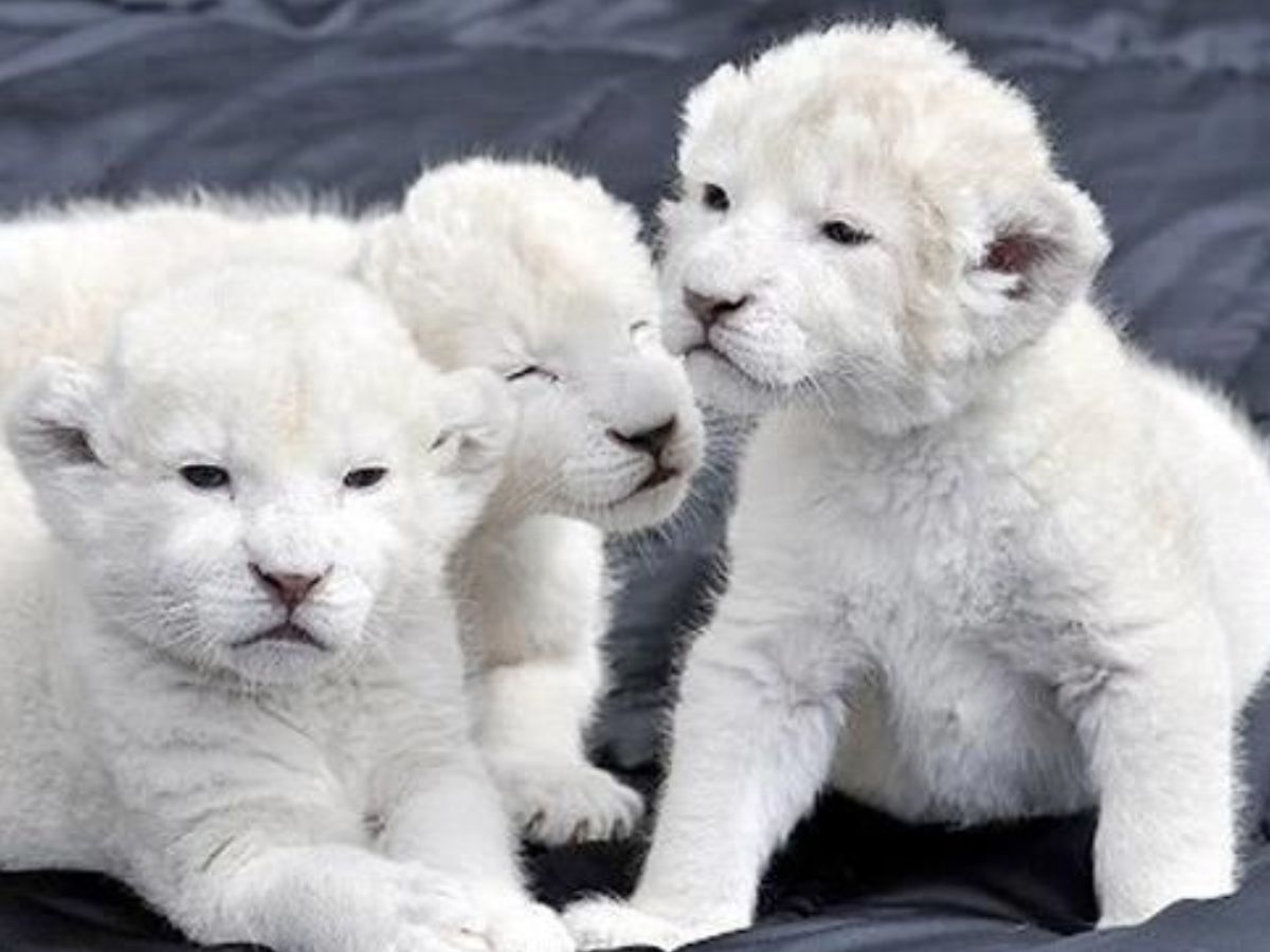 White Lion Cubs- dollar140,000