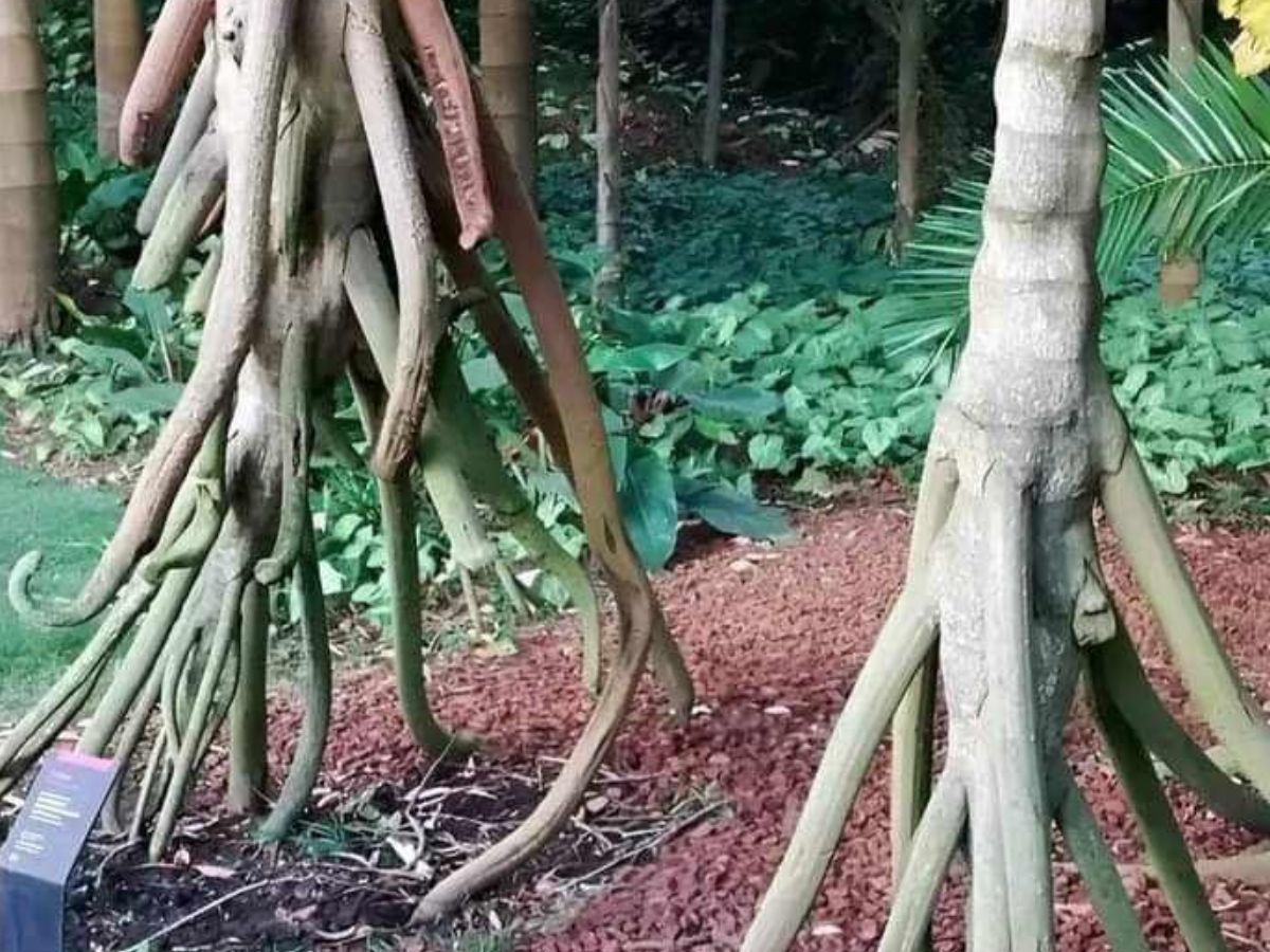 The Walking palm (Socratea exorrhiza), Ecuador & Peru