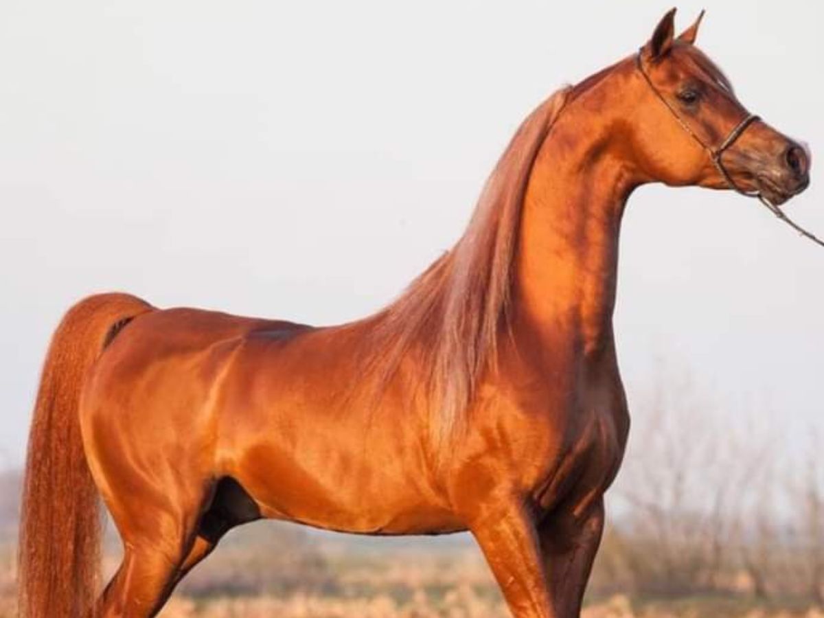 Arabian Horse- Up to $100,000+