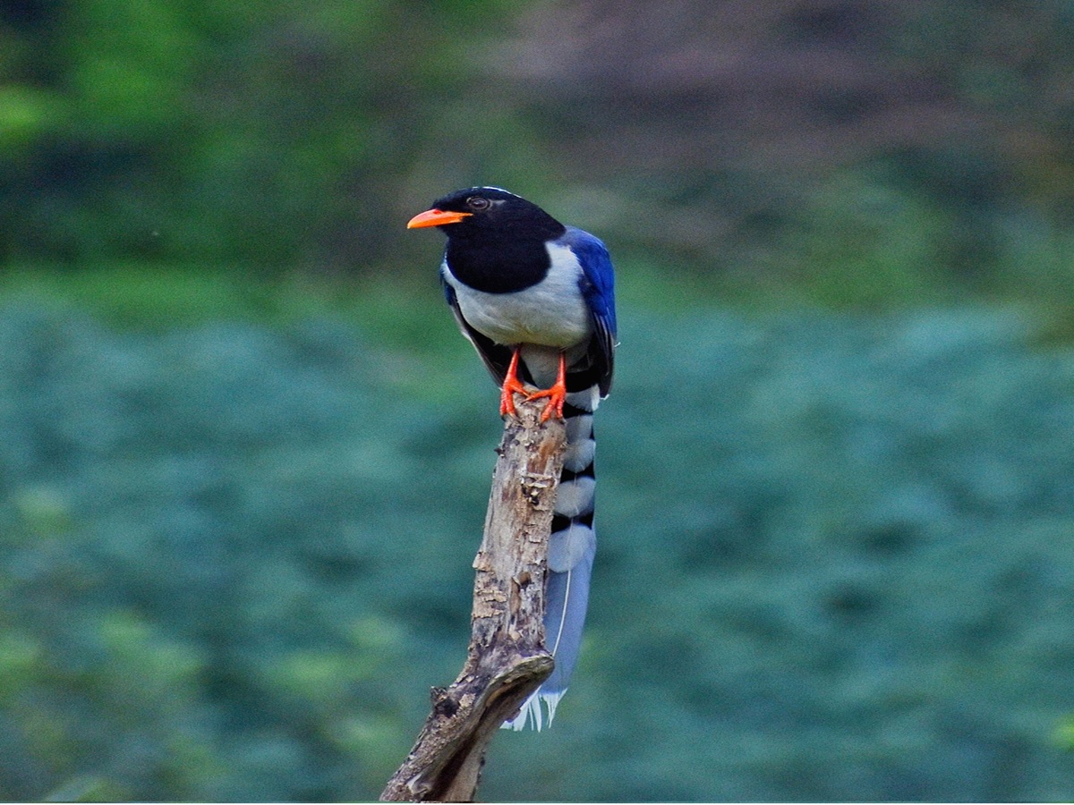 Red‑billed Blue Magpie perched on a branch, showing bright red bill, blue plumage, and long tail