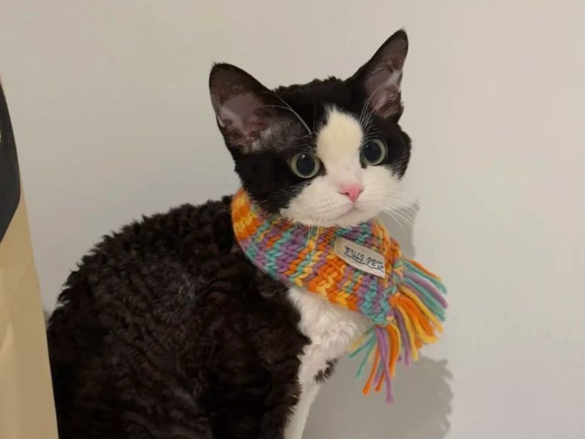 Yes, Cats Can Recognize Their Names!