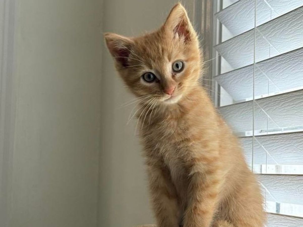 Cats Know Your Voice Best