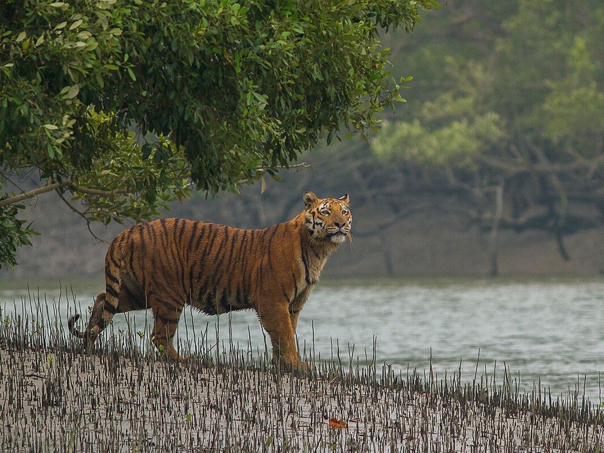 Sundarbans