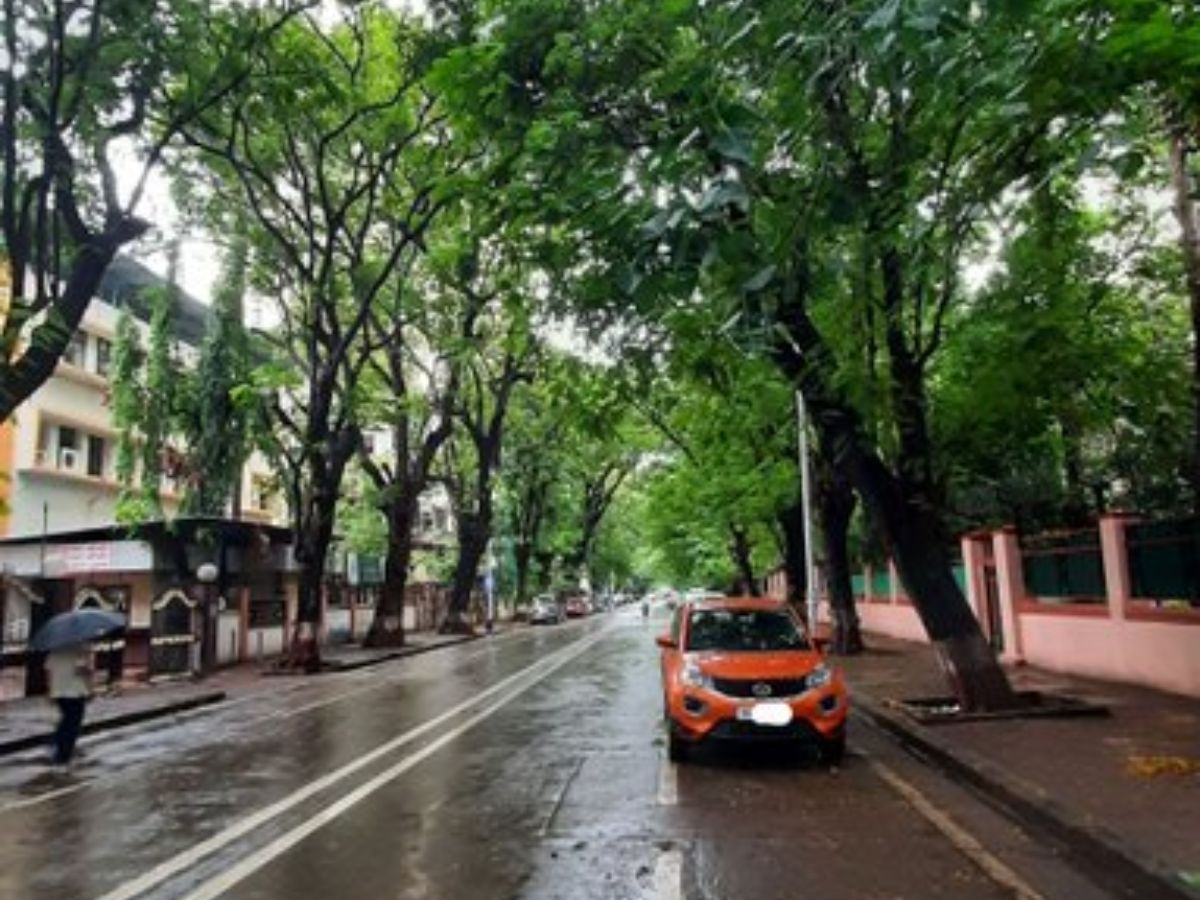 Rainy day on a tree-covered town road with wet roads, parked automobile, and people walking with umbrellas