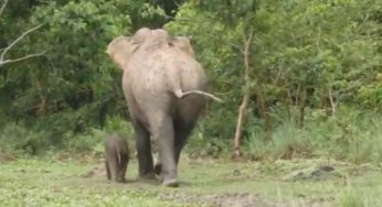 Back To Mom’s Side: Two-Month-Old Elephant Calf Reunited With Mother In Kaziranga