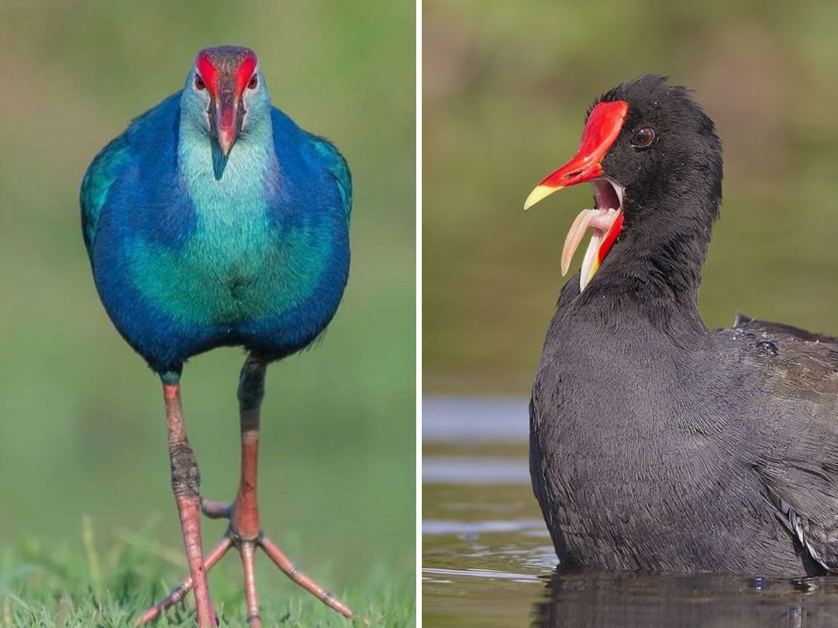 Common Moorhen & Purple Swamphen