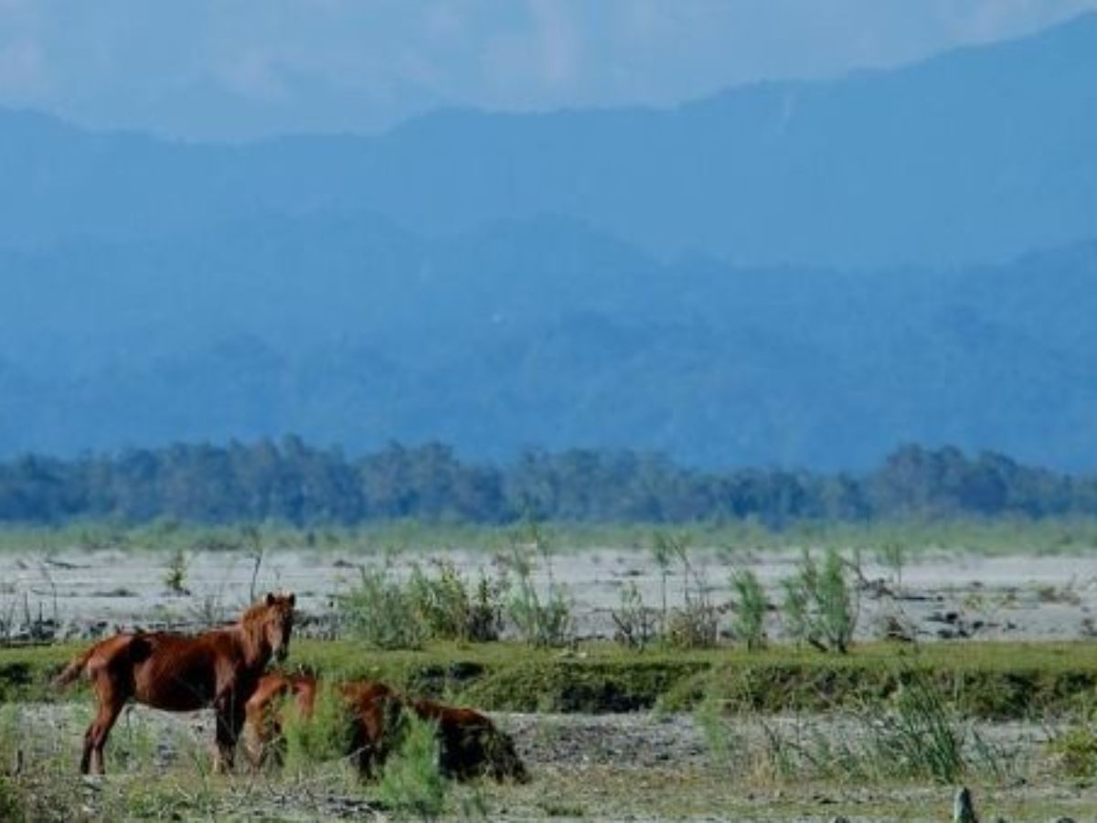 Dibru-Saikhowa National Park, Assam