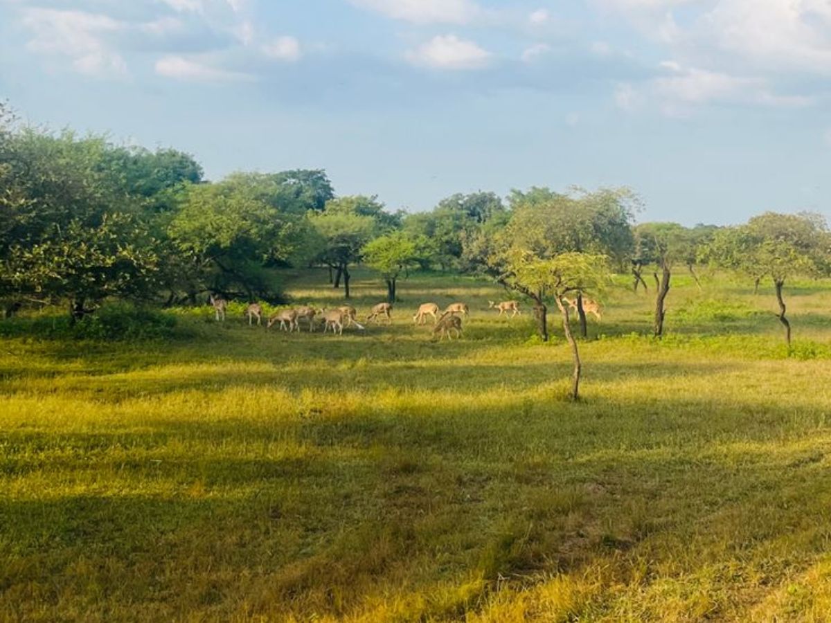 Gir National Park – Gujarat