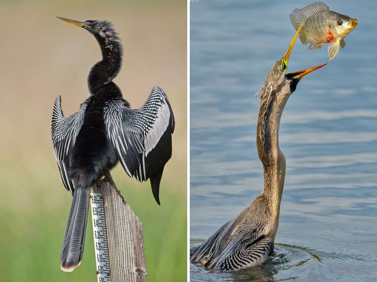 Indian Darter / Snakebird
