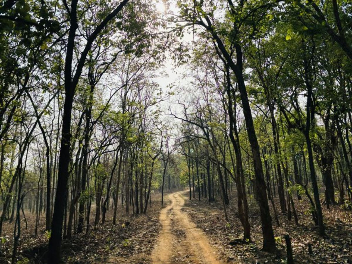 Kanha National Park – Madhya Pradesh