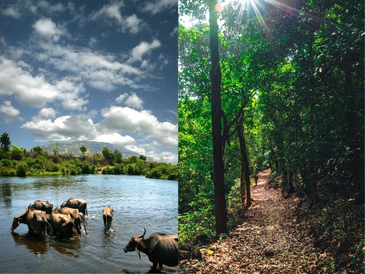 Koyna Wildlife Sanctuary