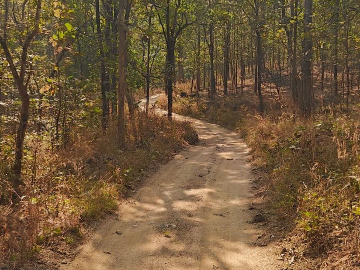 Pench National Park – Madhya Pradesh/Maharashtra