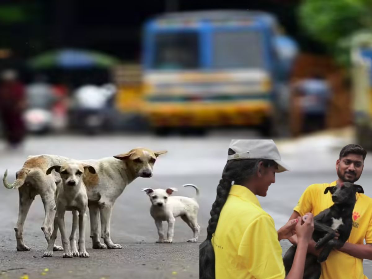 National News-South India Sees Rabies Surge Amidst Vet Shortage, Control Program Lapses