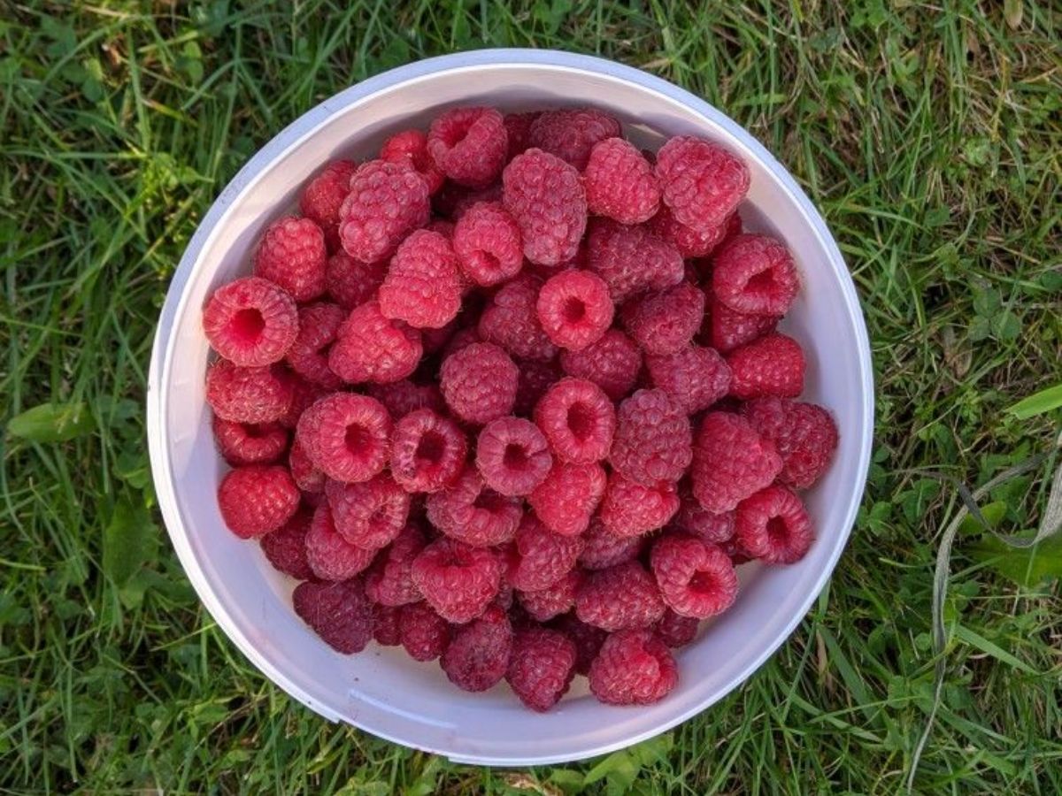 Raspberries