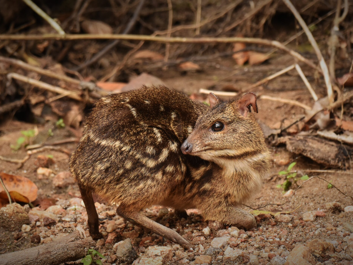 Mouse Deer (Indian Chevrotain)
